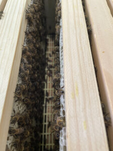Bienengasse eines Bienenstocks