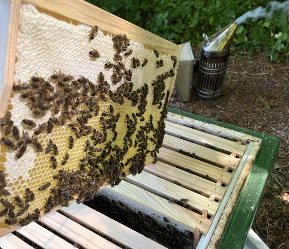 Honig aus der Probstei - Honigwabe mit Bienen des "Probsteier Ostsee Honig"